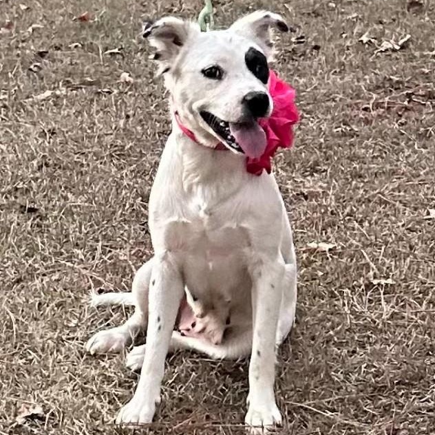 Fergie, Adopted, Adult Female Border Collie.