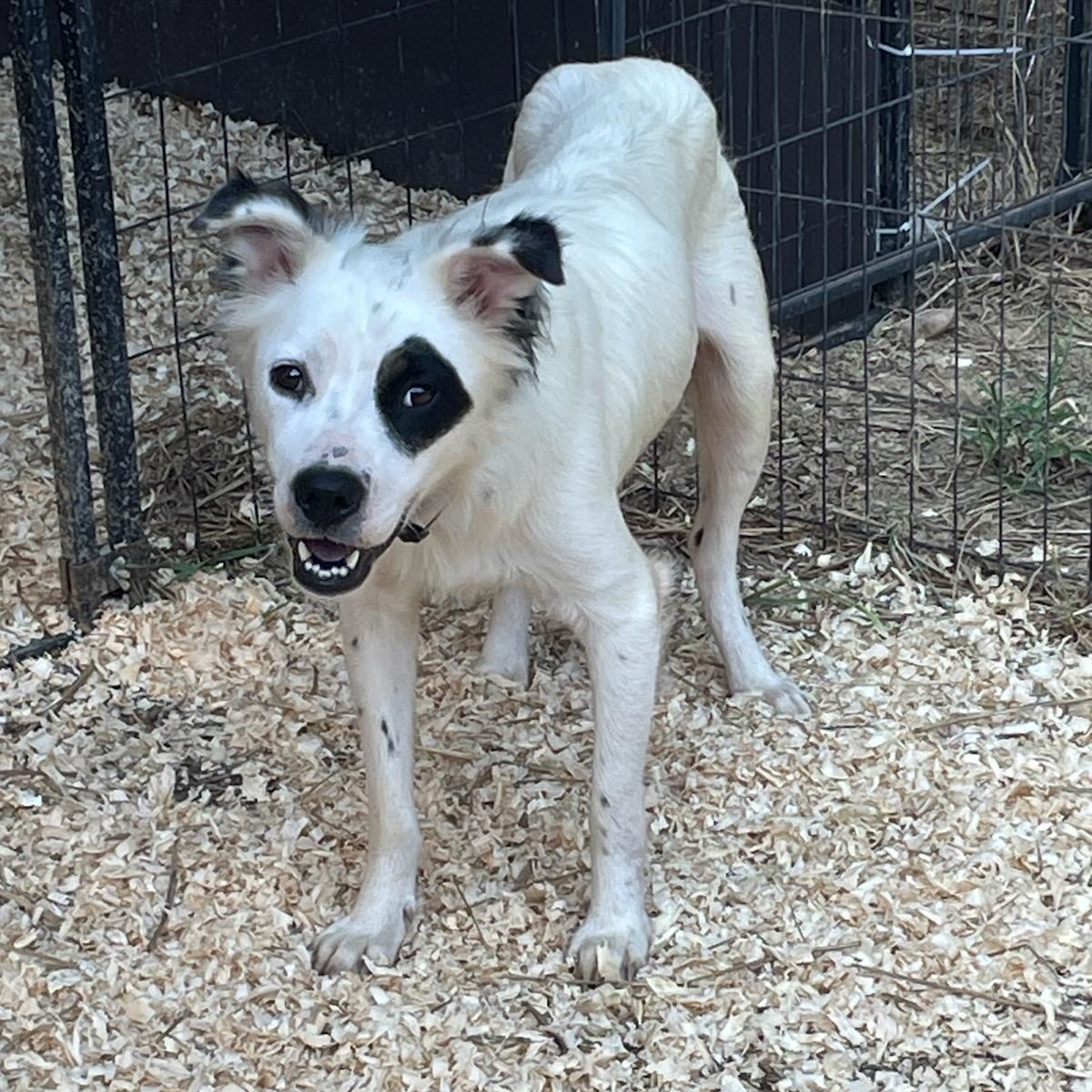 Fergie, a Adopted mixed breed in Joppa, AL image 5/5