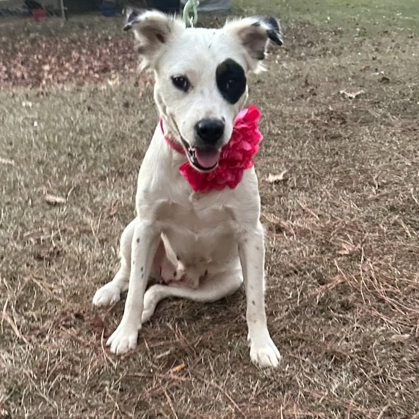 Fergie, a Adopted mixed breed in Joppa, AL image 2/5