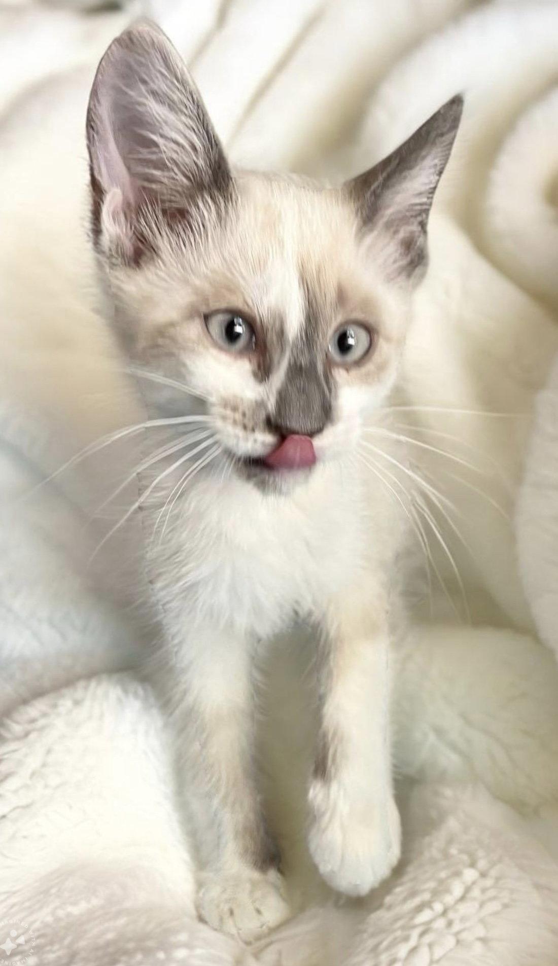 Snow, Adopted, Kitten Female Siamese & Domestic Medium Hair.