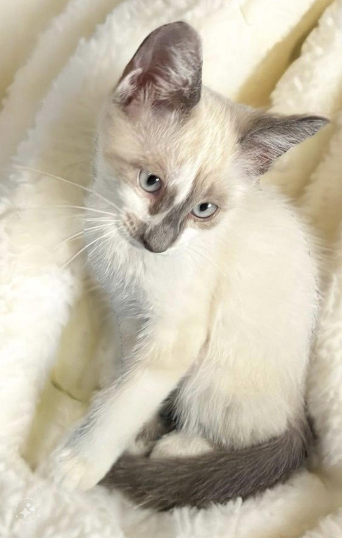 Snow, a Adopted mixed breed in Walnut Creek, CA image 3/3