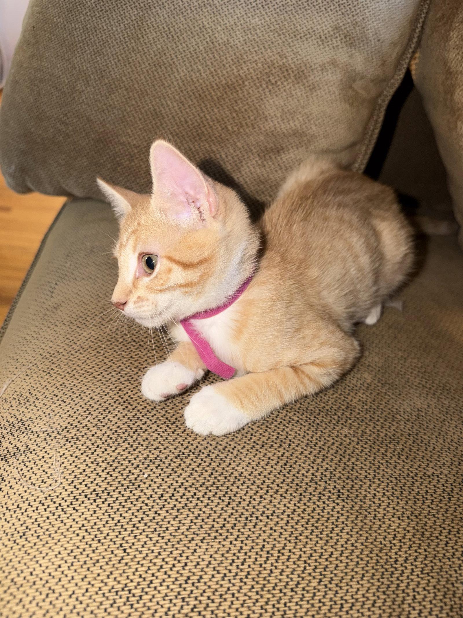 Enlarge Monica ( EE), a Adoptable Tabby in Vallejo, CA image 1/2