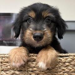 Mackerel, Adopted, Puppy Male Mixed Breed.