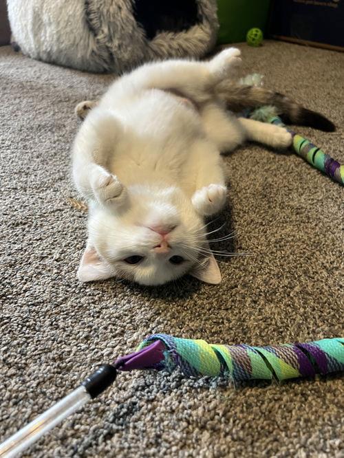 Enlarge Rachel, a Adopted Domestic Short Hair in Crystal, MN image 1/1