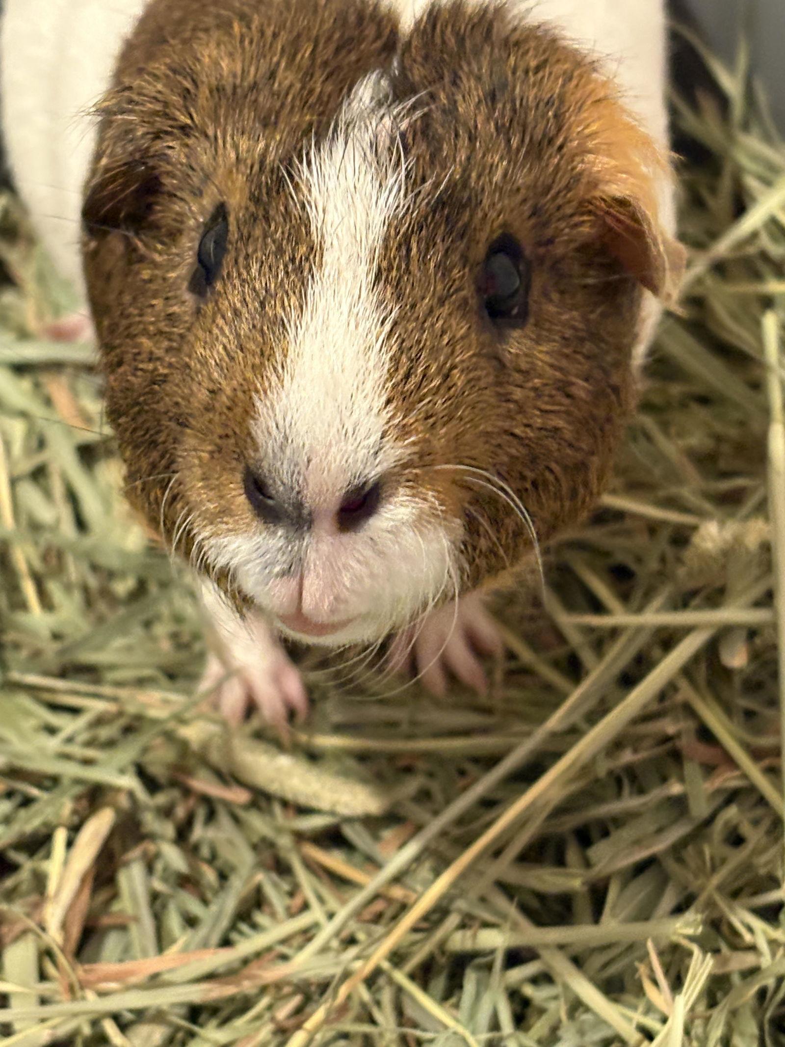 Brownie, Adoptable, Adult Male Guinea Pig.