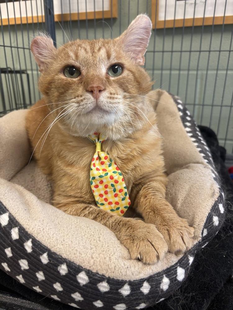 Oscar, a Adoptable mixed breed in Kalamazoo, MI image 1/6