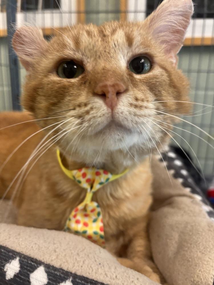 Oscar, a Adoptable mixed breed in Kalamazoo, MI image 2/6