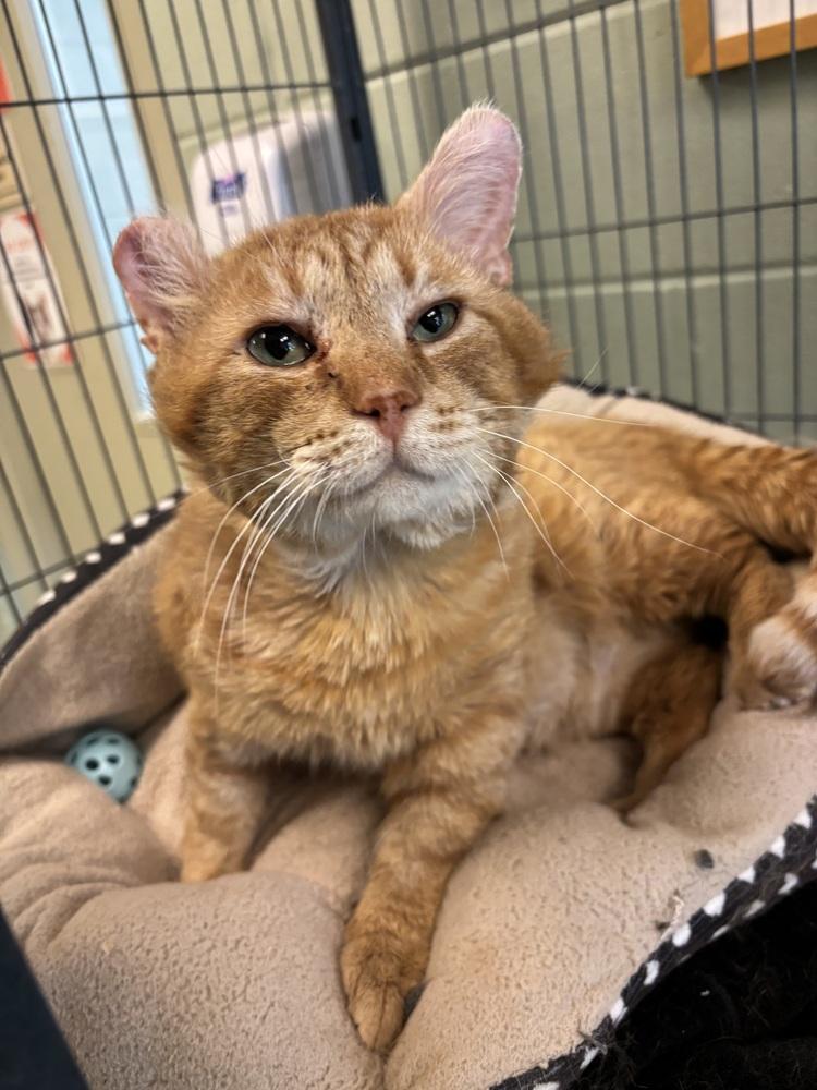 Oscar, a Adoptable mixed breed in Kalamazoo, MI image 3/6