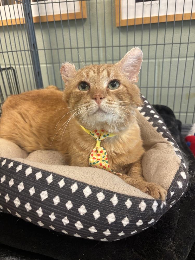 Oscar, a Adoptable mixed breed in Kalamazoo, MI image 4/6