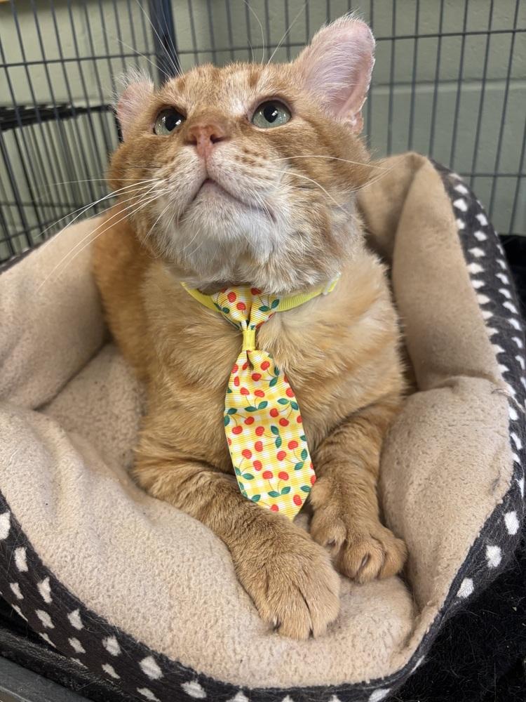 Oscar, a Adoptable mixed breed in Kalamazoo, MI image 5/6