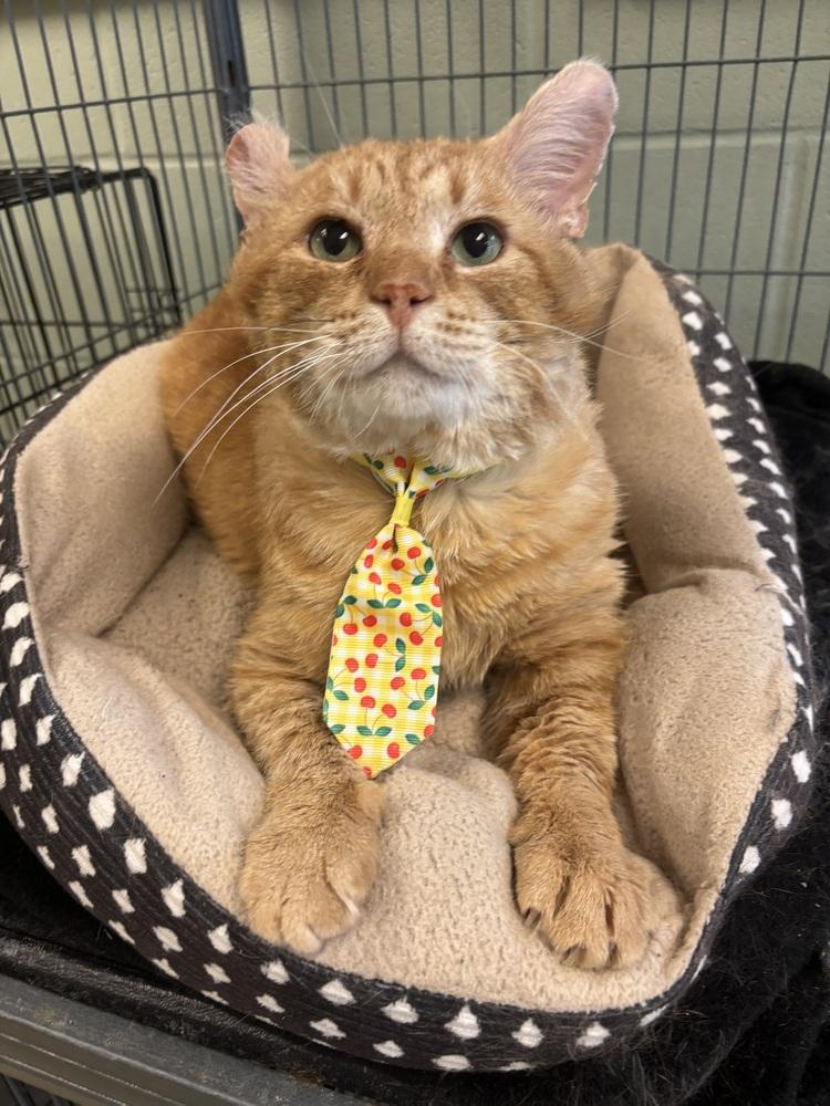 Oscar, a Adoptable mixed breed in Kalamazoo, MI image 6/6