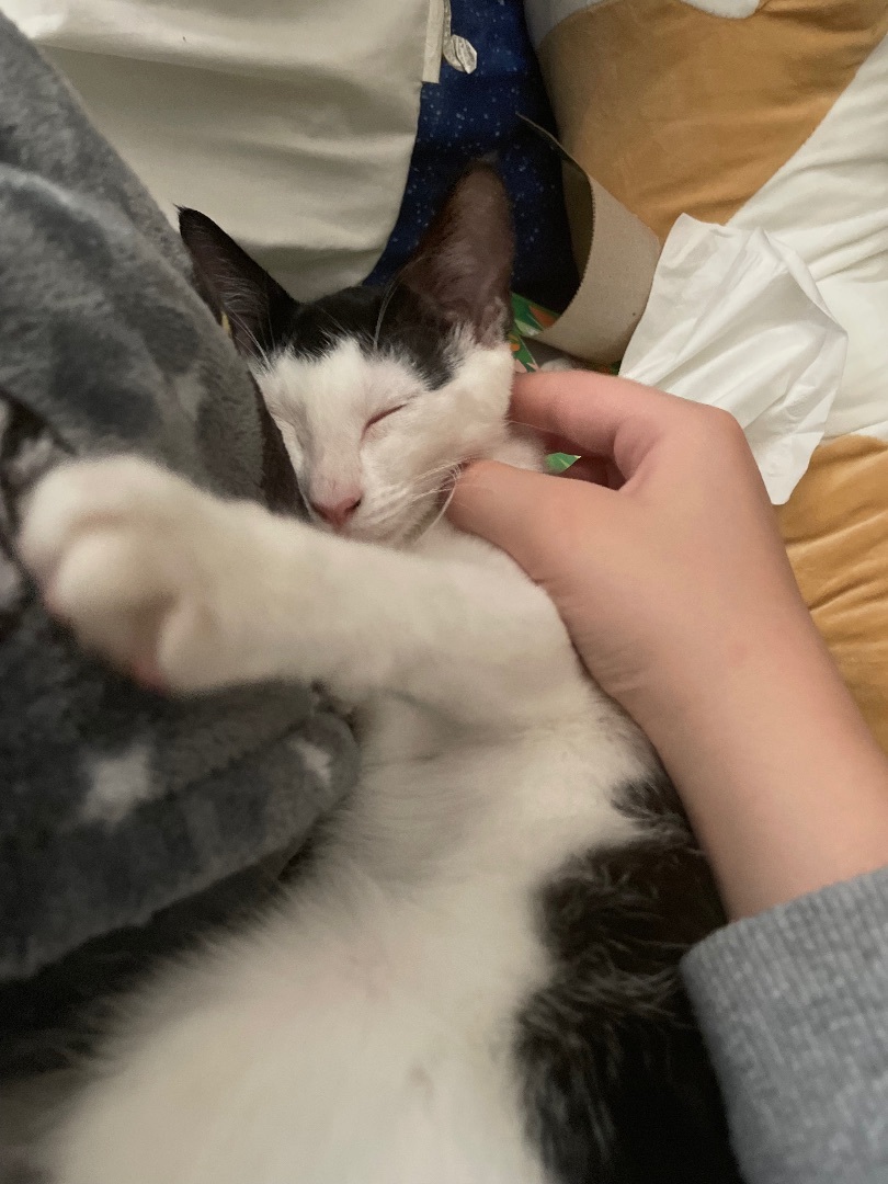 Edna - Foster Home CC — thumbnail 2