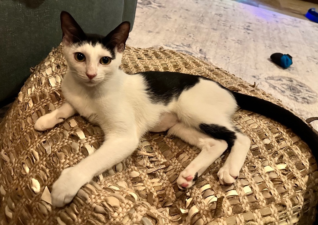 Edna - Foster Home CC — thumbnail 4