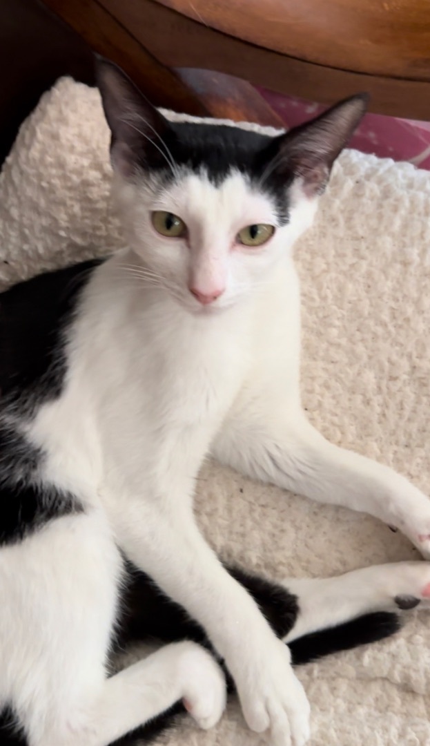 Edna - Foster Home CC, Adoptable, Adult Female Oriental Short Hair & Domestic Short Hair.