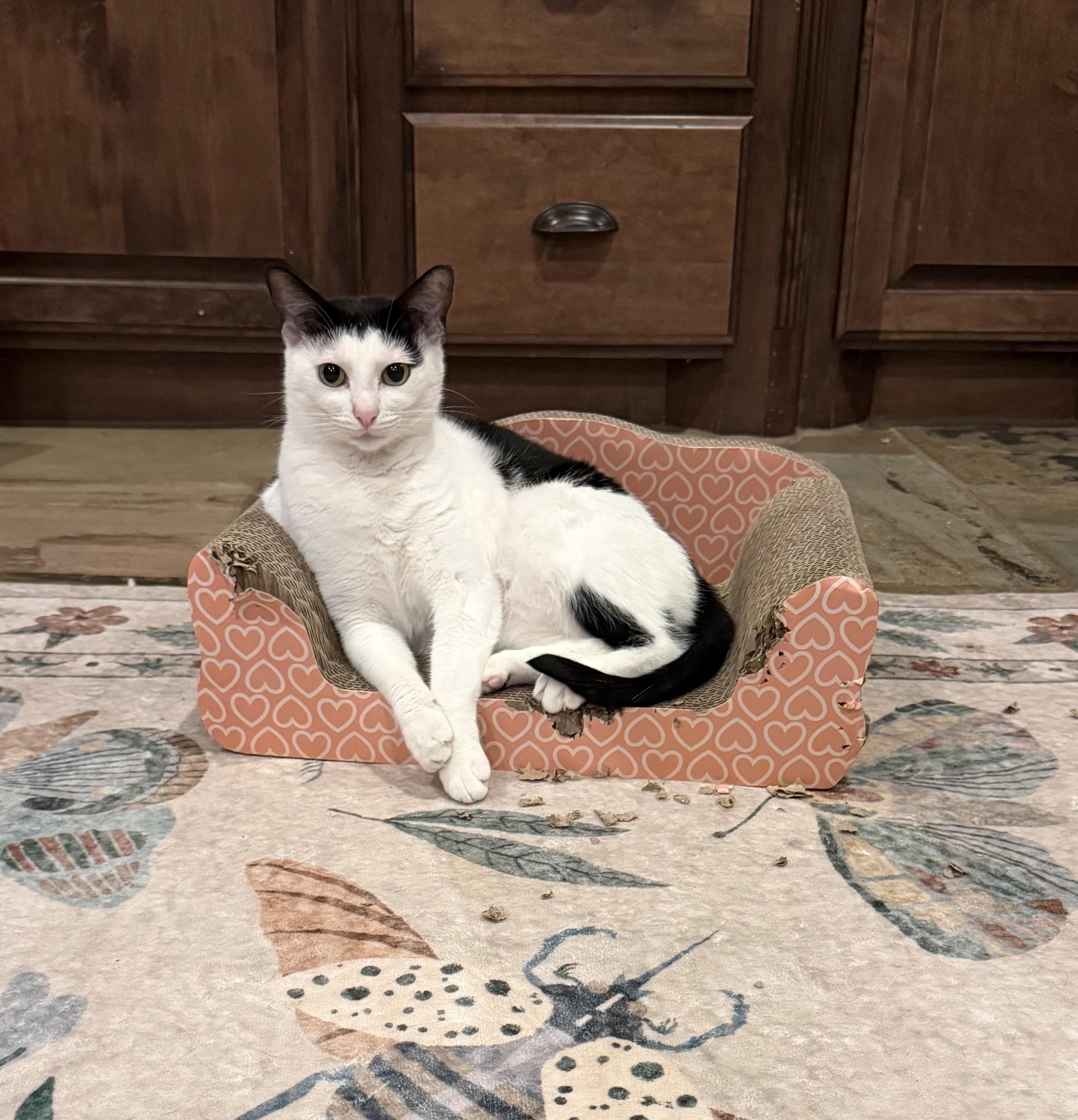 Edna - Foster Home CC, a Adoptable mixed breed in Spring, TX image 1/3