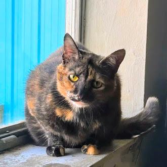 Mimia @ Fat Cat Books, ADOPTABLE, Adult Female Domestic Short Hair.