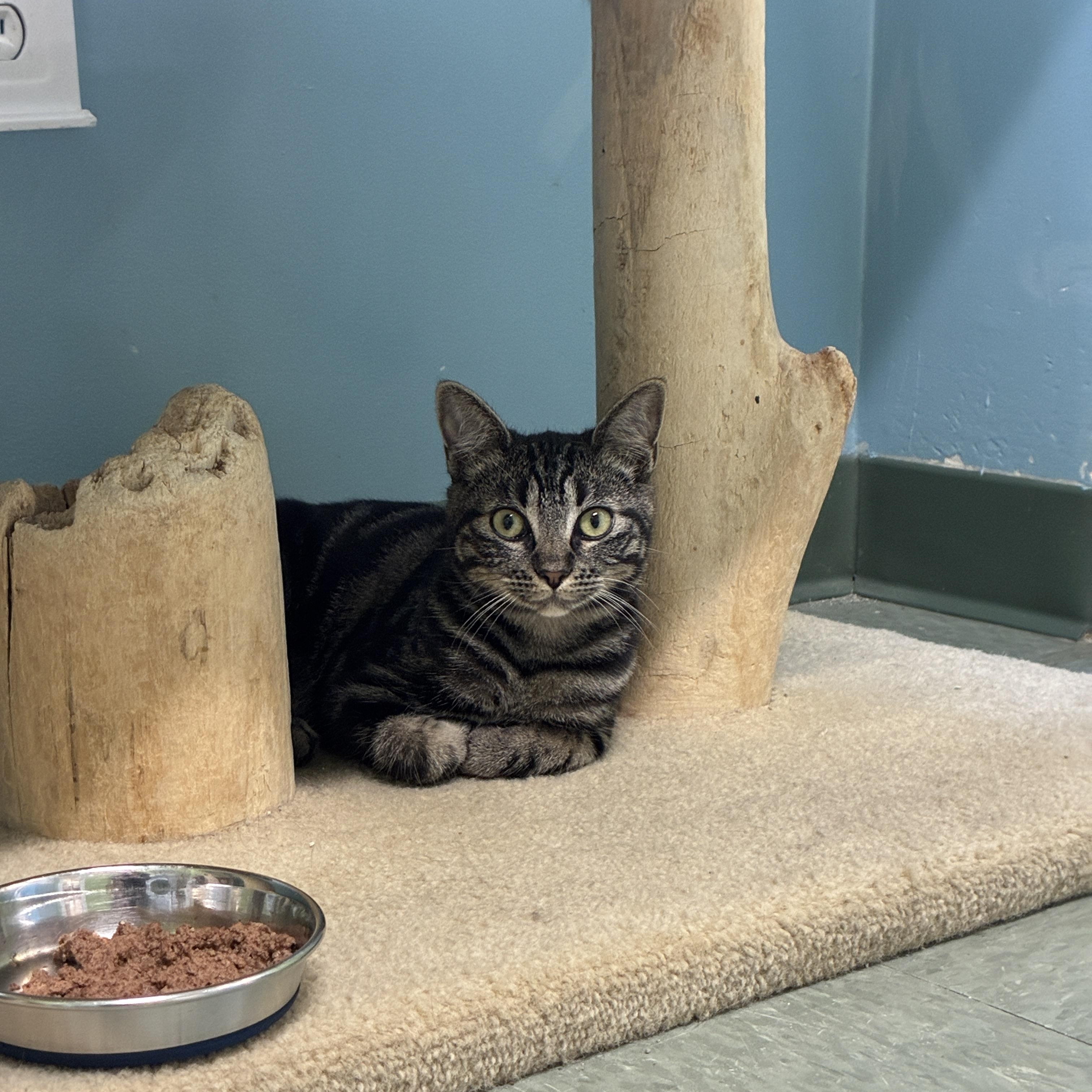 Madrigal, Adoptable, Young Female Domestic Short Hair.