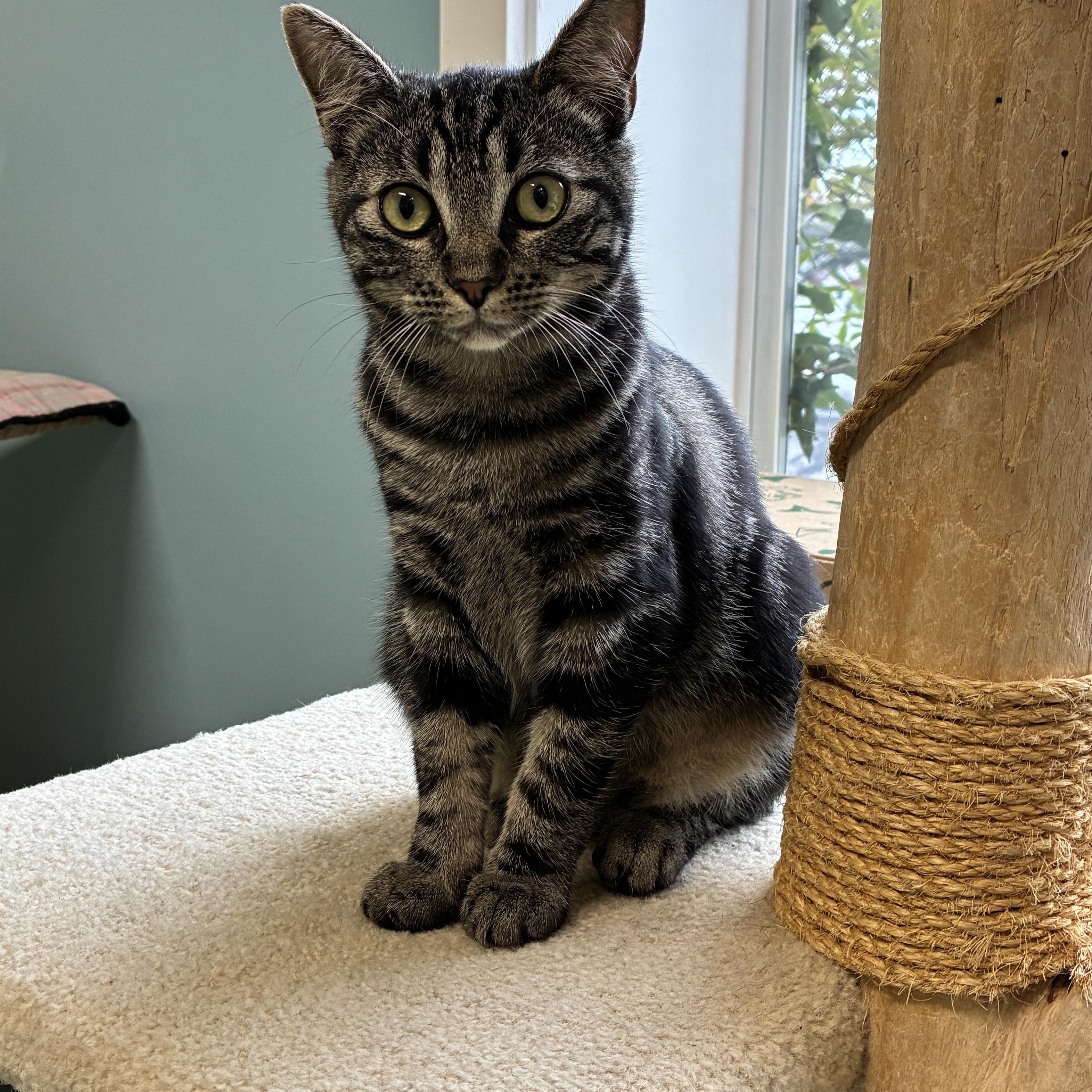 Madrigal, Adoptable, Young Female Domestic Short Hair.