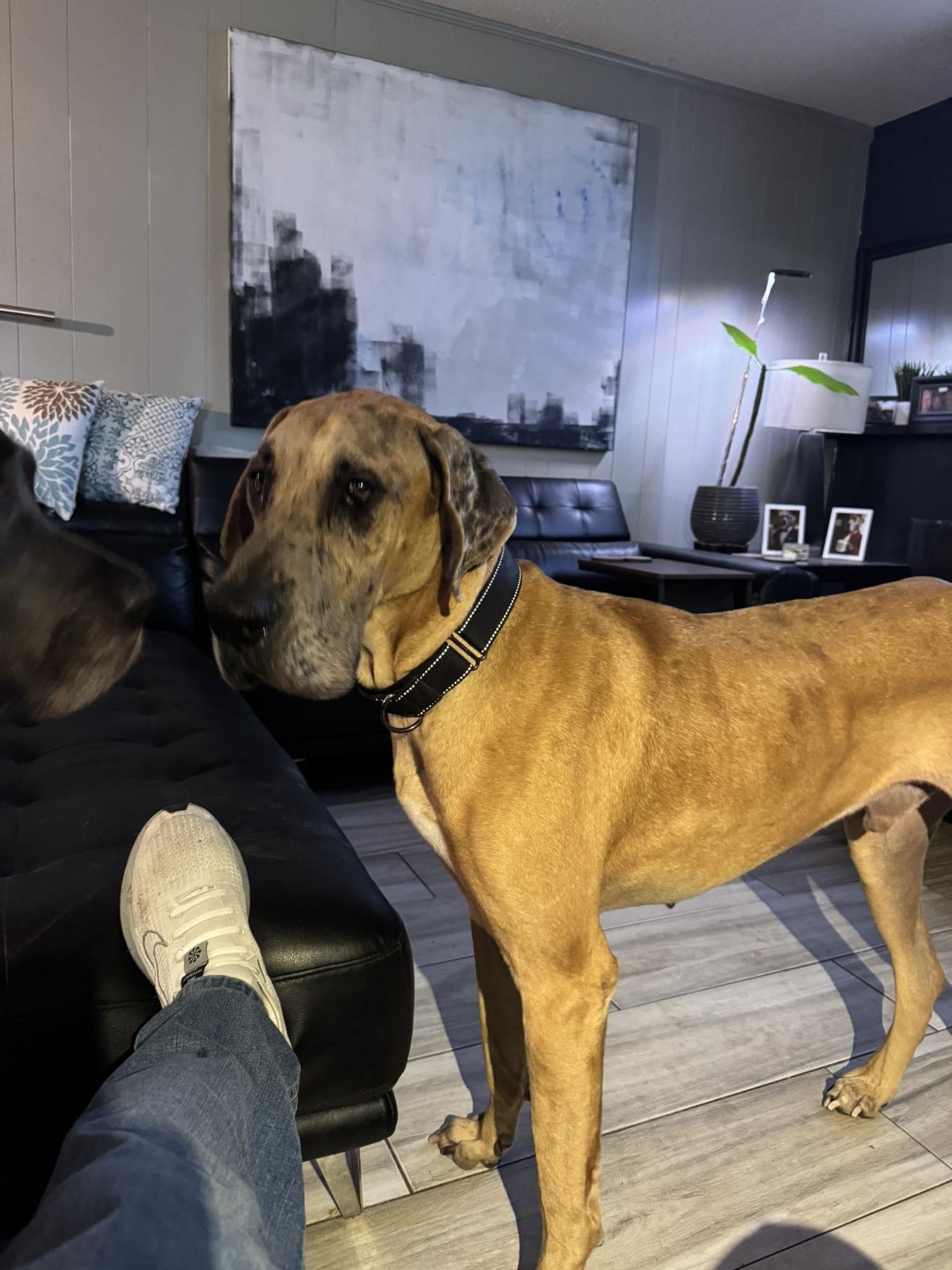 Enlarge Maverick, an adopted Great Dane in Pensacola, FL image 1/1