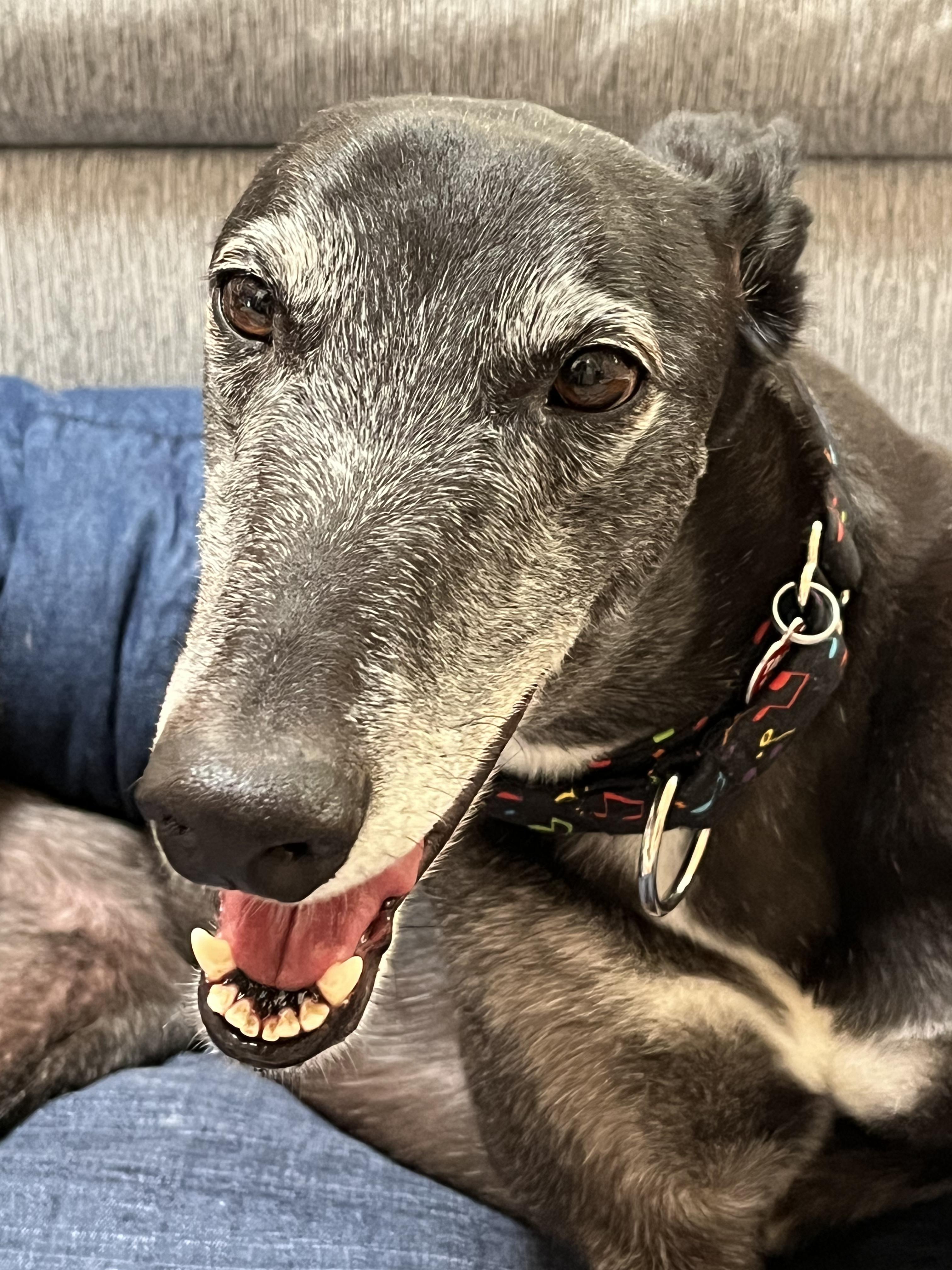 Enlarge Tony, a Adoptable Greyhound in Allentown, PA image 3/3