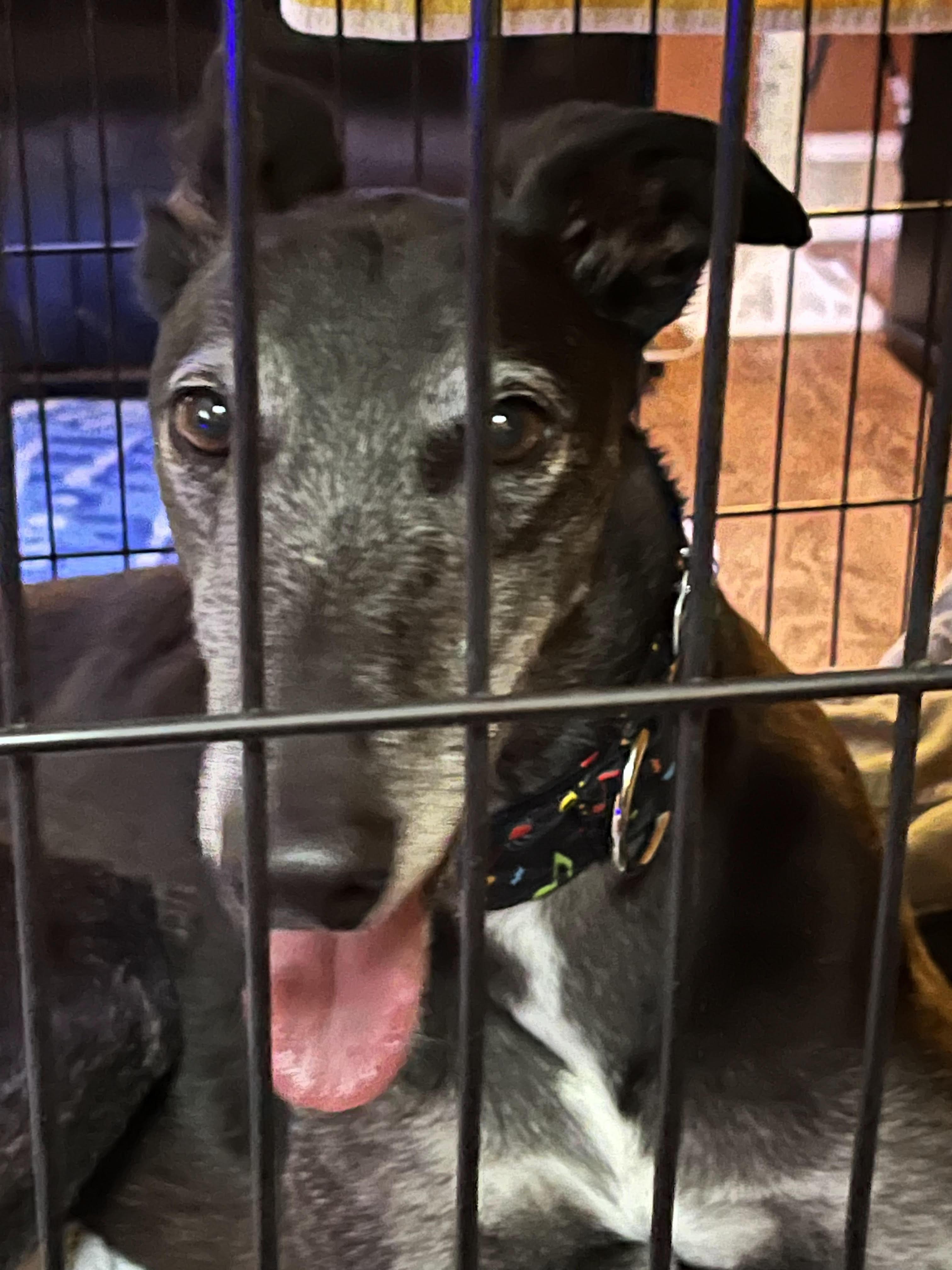 Enlarge Tony, a Adoptable Greyhound in Allentown, PA image 2/3