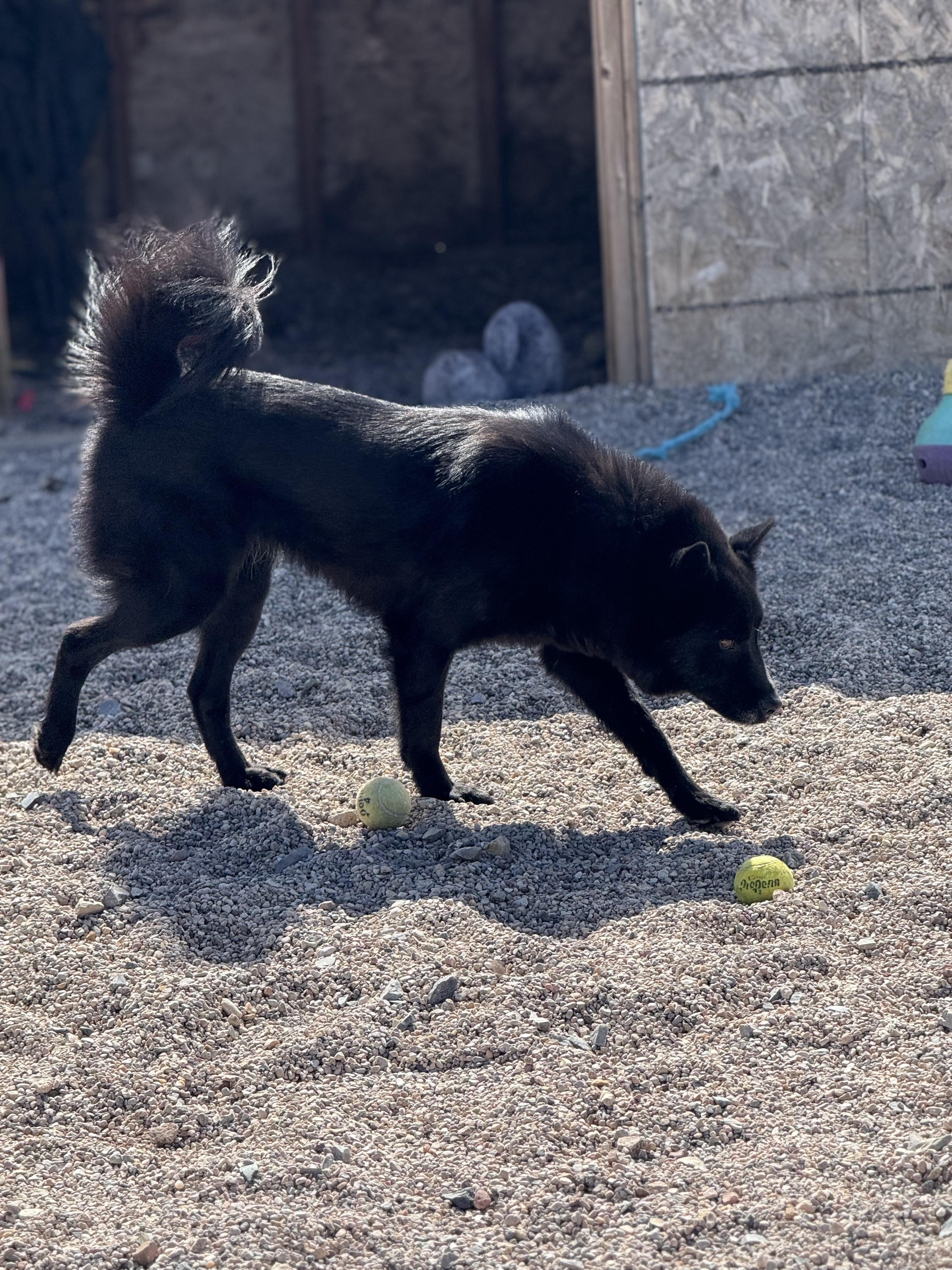Enlarge Lucy, a Adopted Border Collie in Cedar City, UT image 1/2