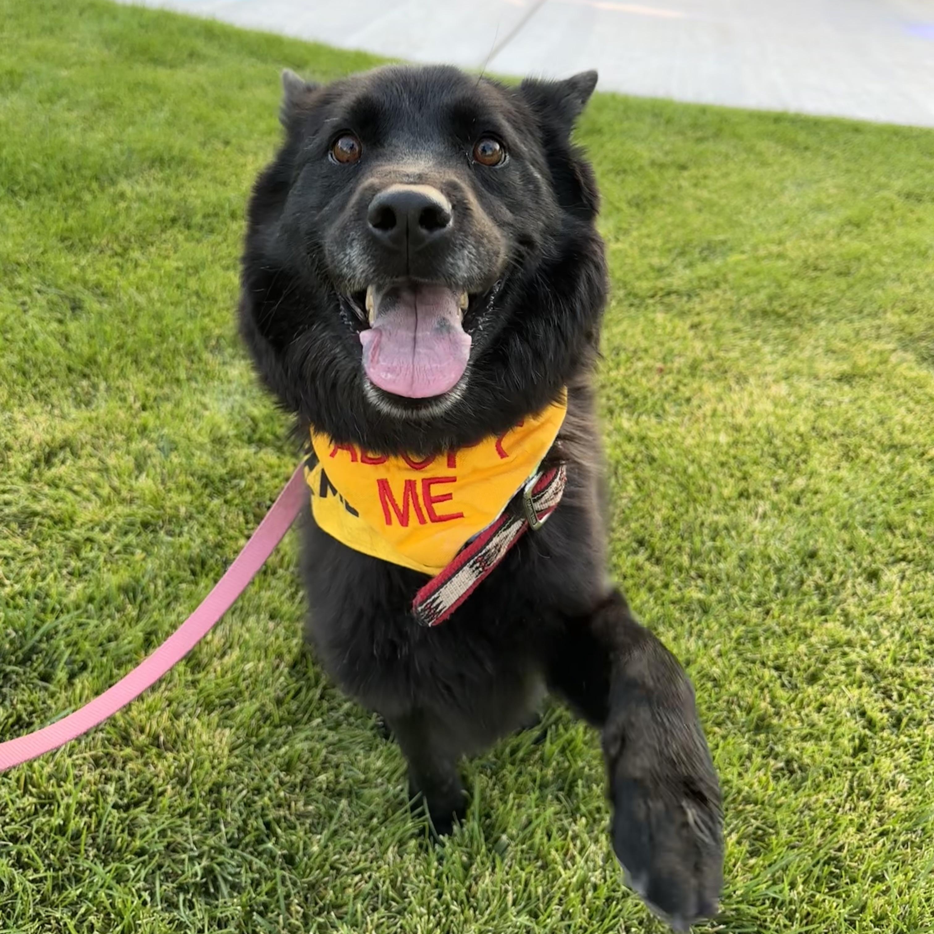 Enlarge Lucy, a Adopted Border Collie in Cedar City, UT image 2/2