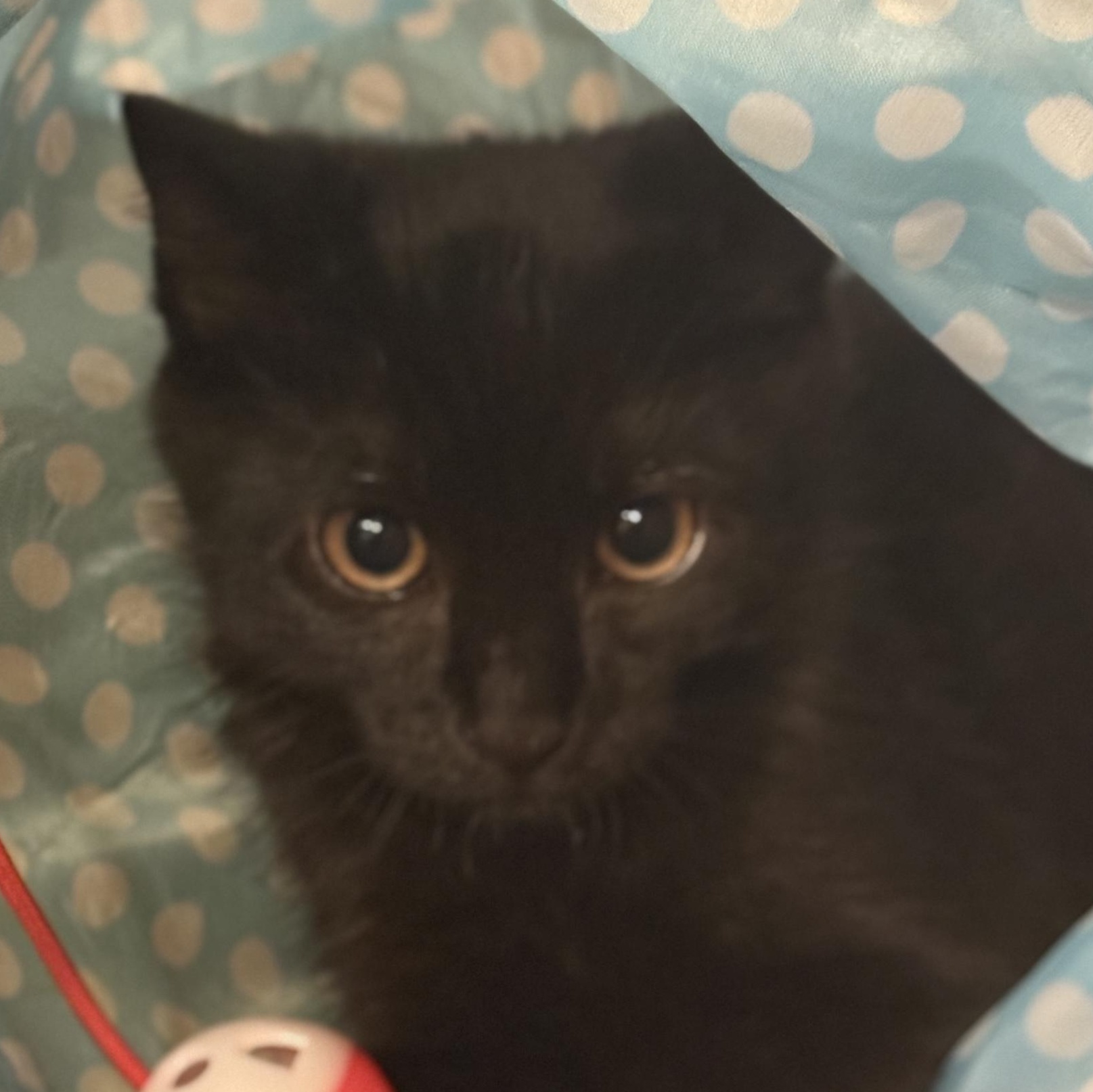 Charlie (A132685) Domestic Short Hair Cat