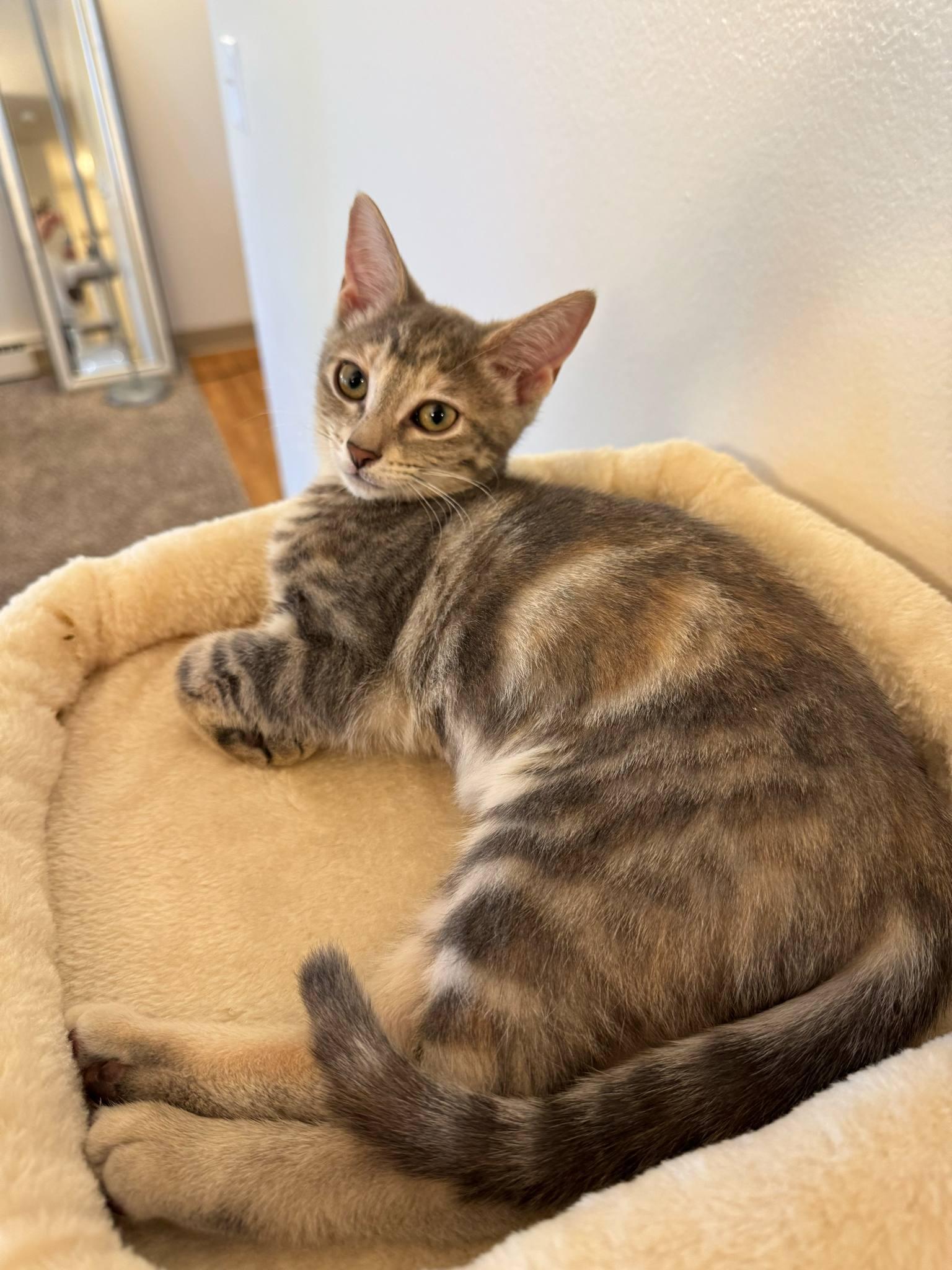 Violet Domestic Medium Hair Cat