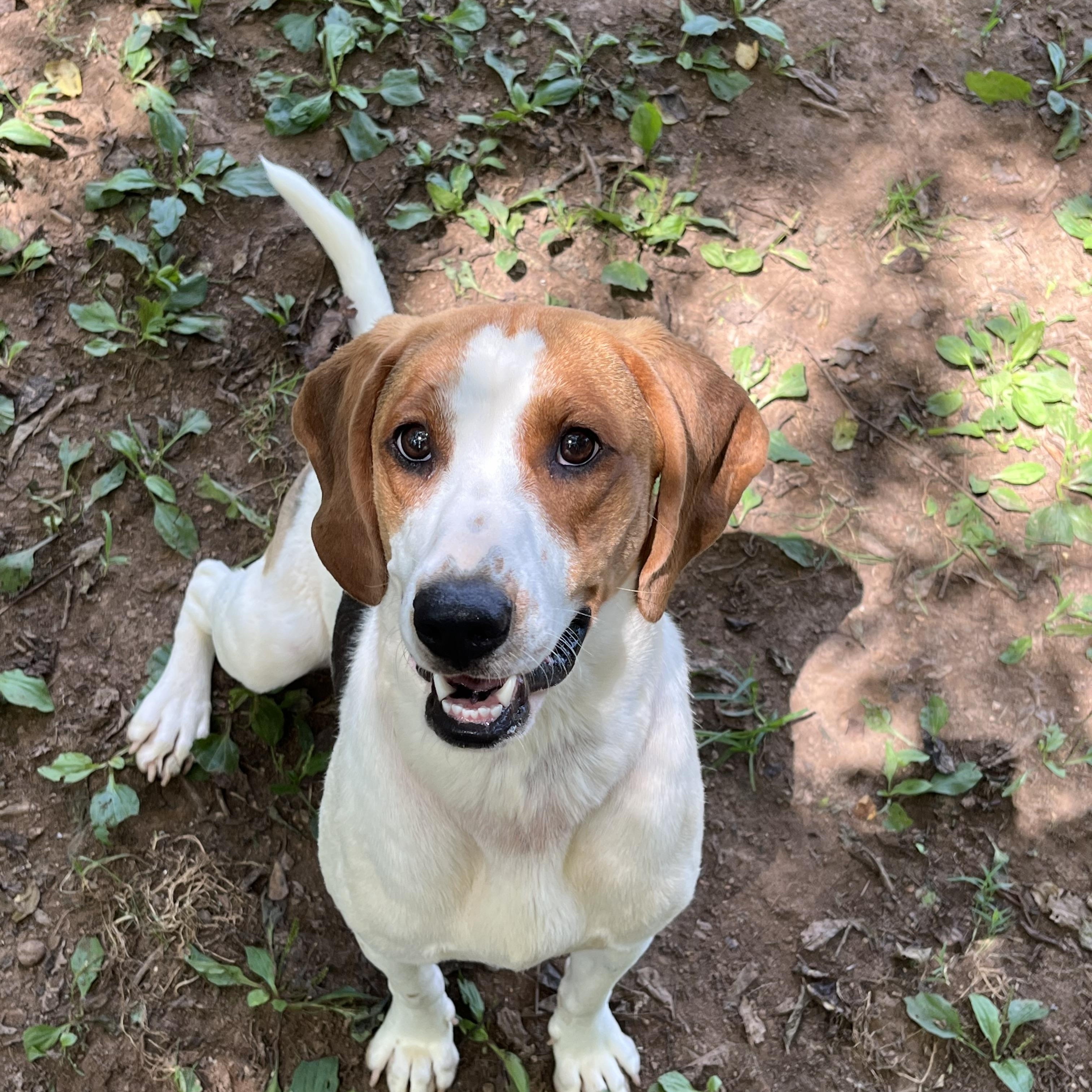 Isaboo Treeing Walker Coonhound Dog
