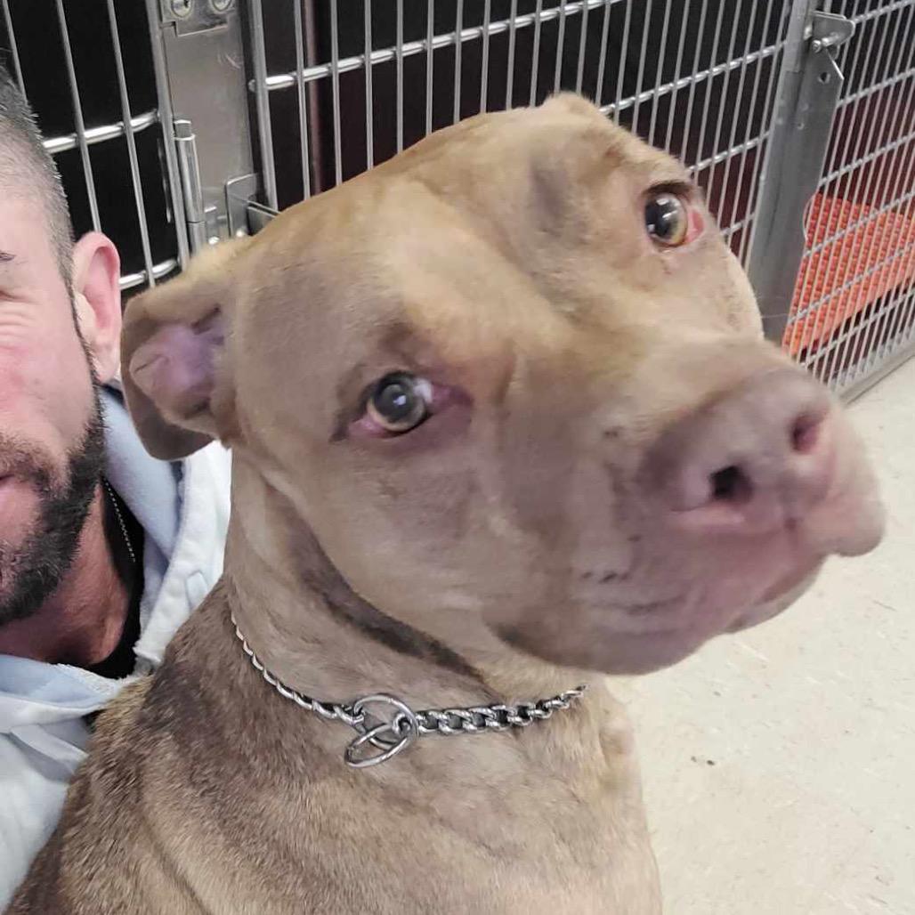 Enlarge Tammy, a Adoptable Pit Bull Terrier in Griswold, CT image 1/6