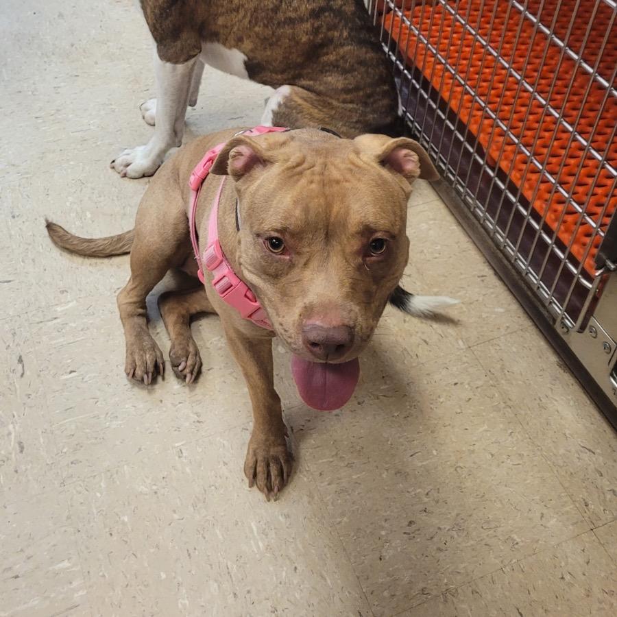 Enlarge Tammy, a Adoptable Pit Bull Terrier in Griswold, CT image 2/6