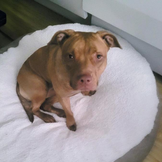 Enlarge Tammy, a Adoptable Pit Bull Terrier in Griswold, CT image 3/6