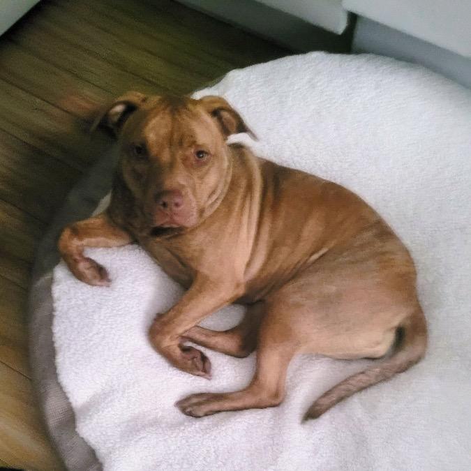 Enlarge Tammy, a Adoptable Pit Bull Terrier in Griswold, CT image 4/6