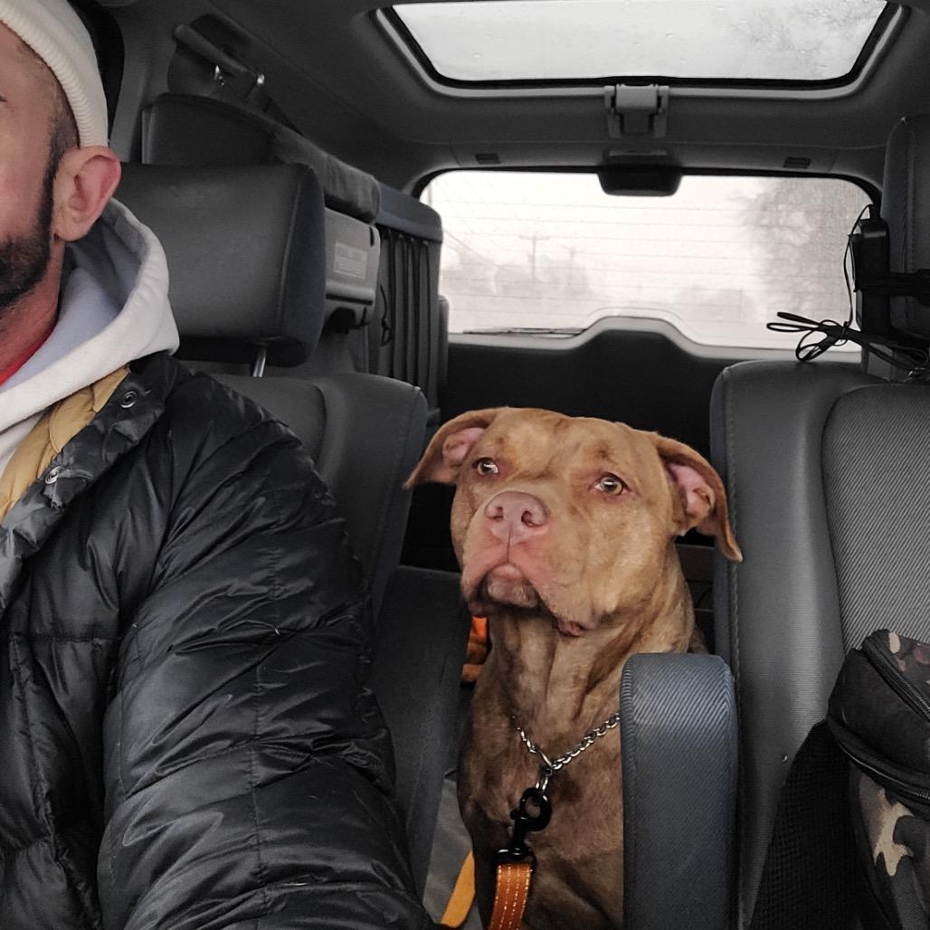 Enlarge Tammy, a Adoptable Pit Bull Terrier in Griswold, CT image 5/6