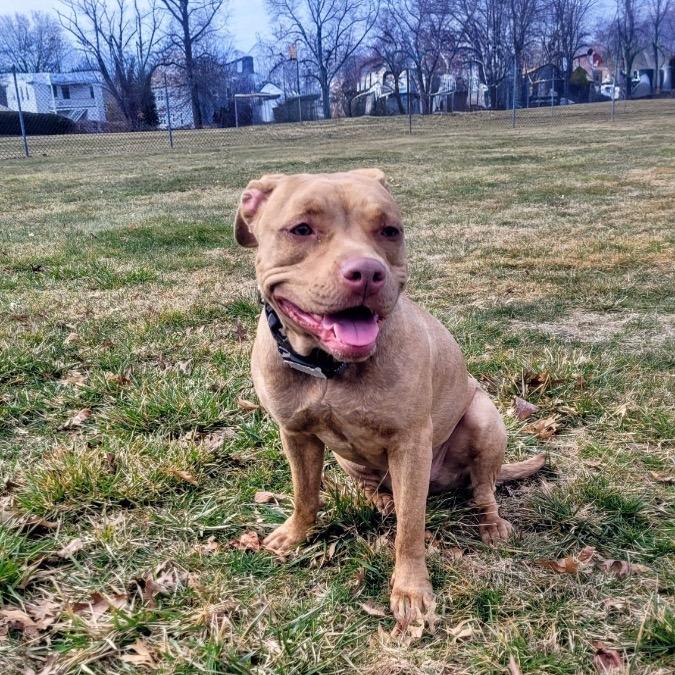 Enlarge Tammy, a Adoptable Pit Bull Terrier in Griswold, CT image 6/6