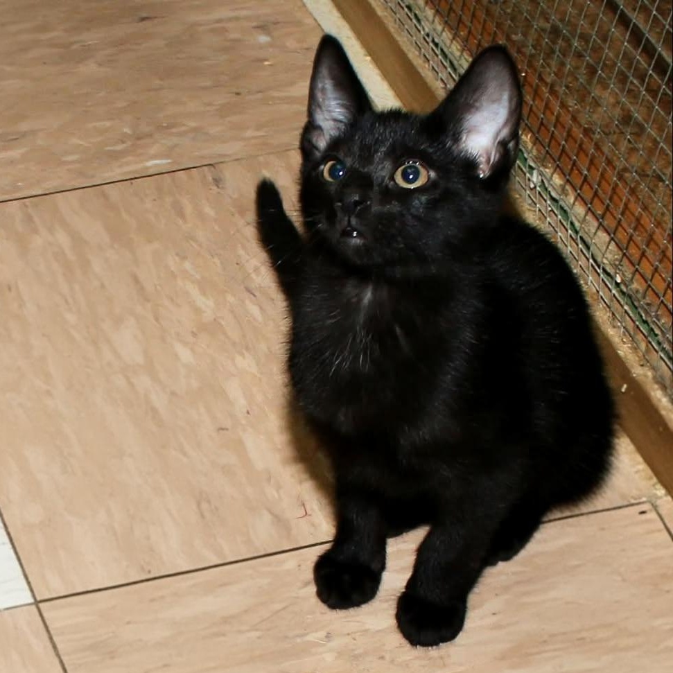 Ashur, ADOPTABLE, Kitten Male Domestic Short Hair.