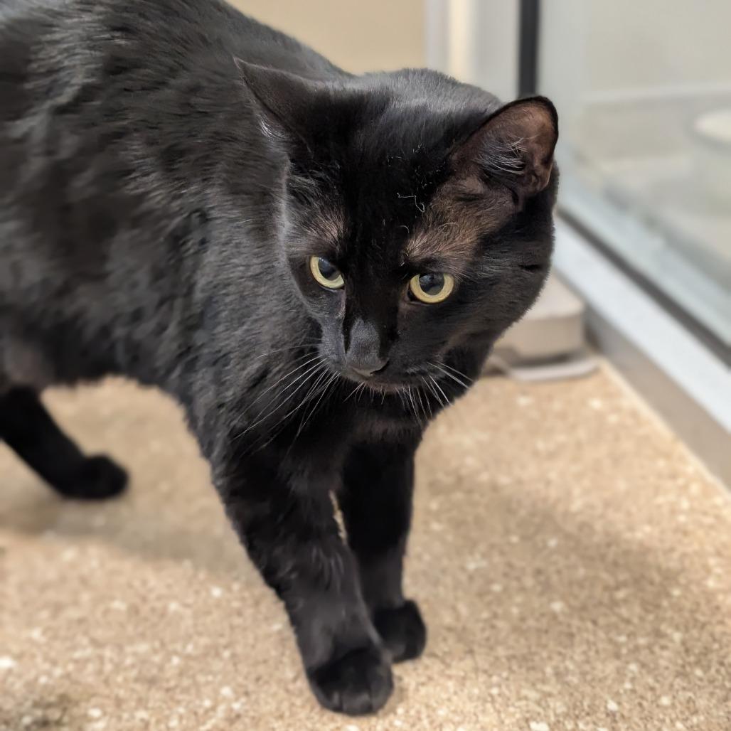 Penny, Adoptable, Adult Female Domestic Short Hair.