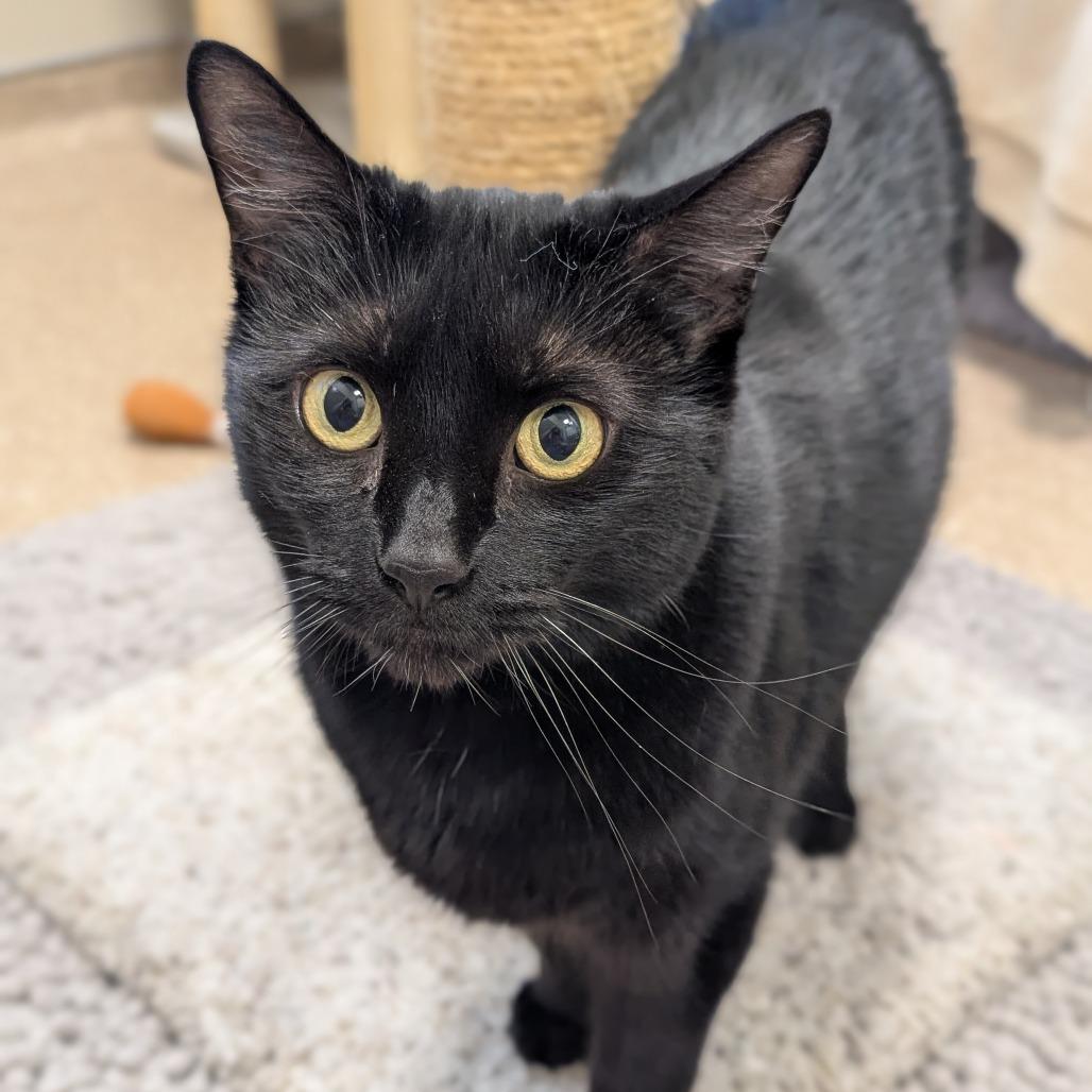 Enlarge Penny, a Adoptable mixed breed in Sonoma, CA image 2/6