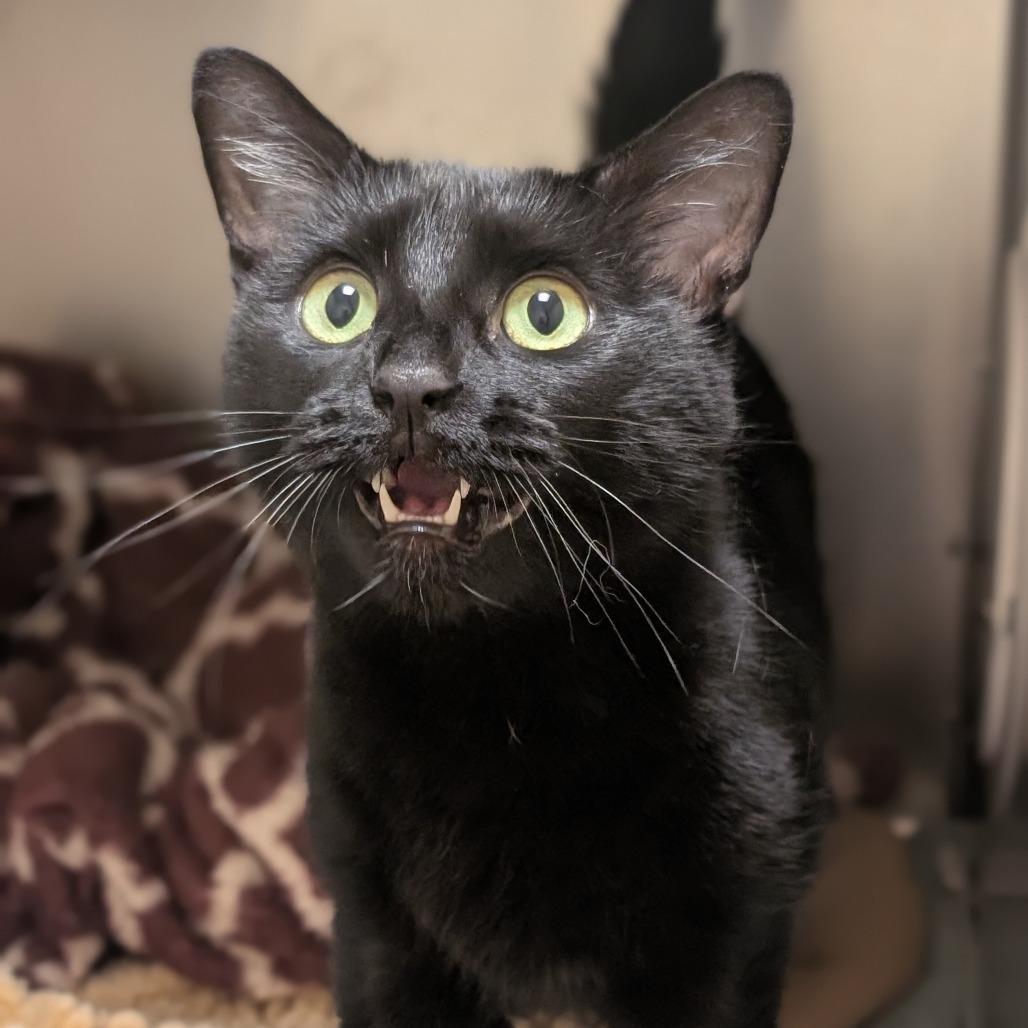 Enlarge Penny, a Adoptable mixed breed in Sonoma, CA image 3/6