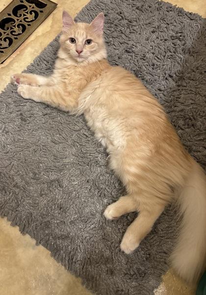 Gizmo, Adoptable, Young Female Domestic Medium Hair & Domestic Short Hair.