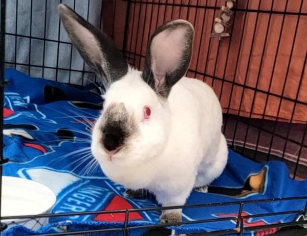 Tonks, Adoptable, Adult Female Californian.