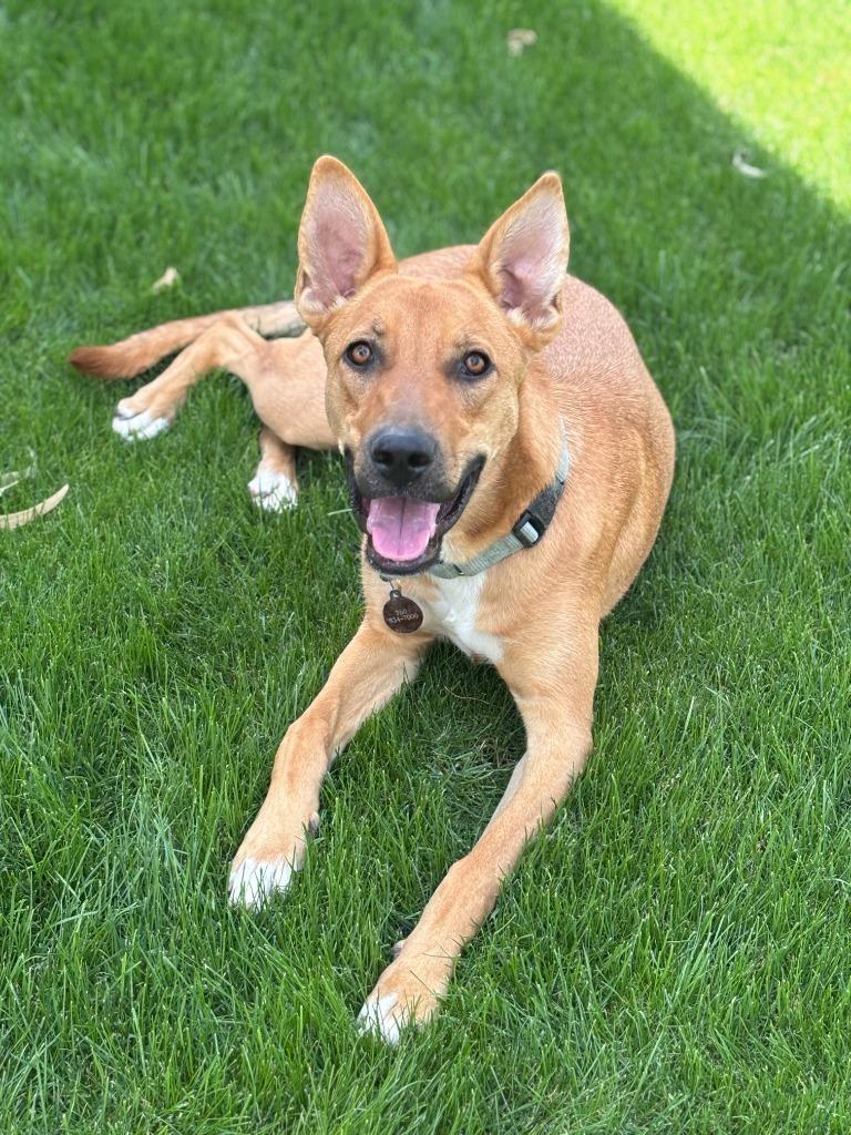 Phoebe, Adoptable, Young Female Shepherd & Mixed Breed.
