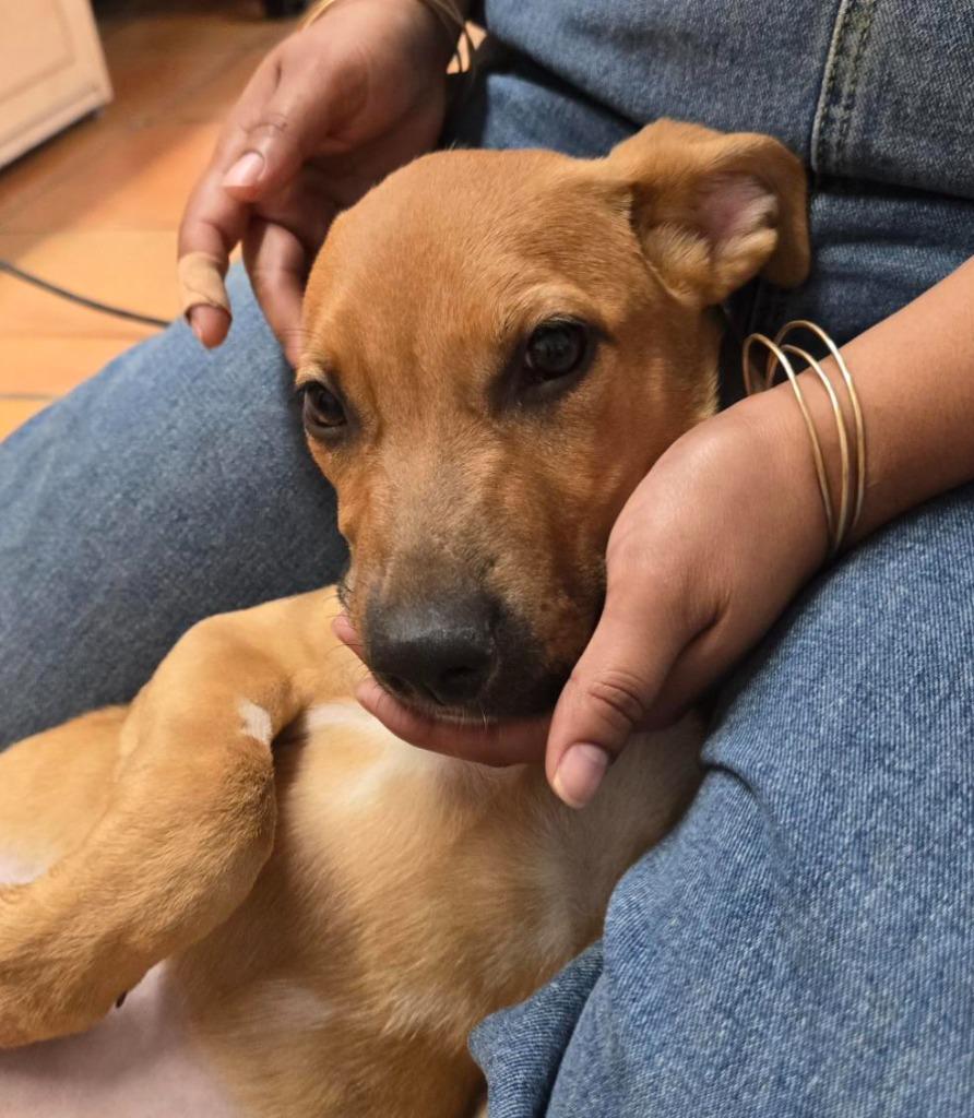 Enlarge Phoebe, a Adoptable mixed breed in Coachella, CA image 1/6