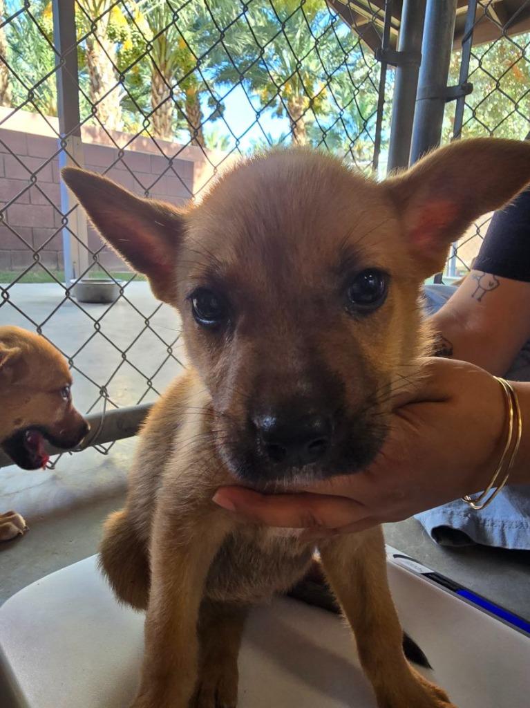 Enlarge Phoebe, a Adoptable mixed breed in Coachella, CA image 2/6