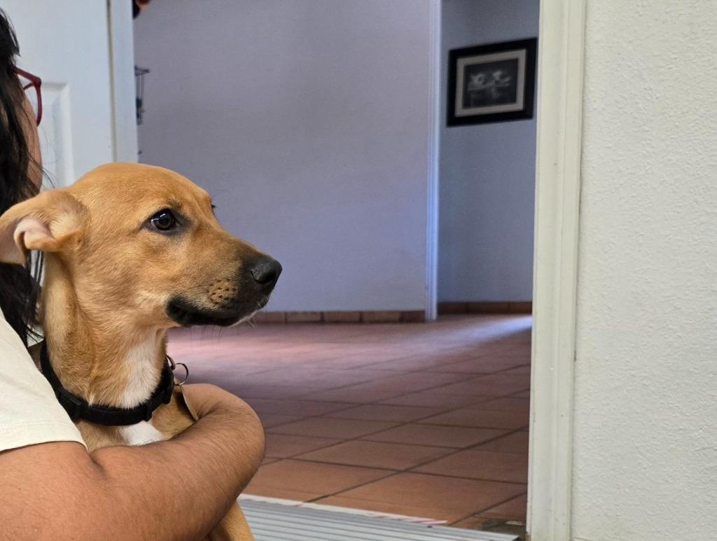 Phoebe, a Adoptable mixed breed in Coachella, CA image 6/6