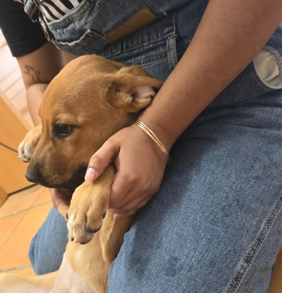 Enlarge Phoebe, a Adoptable mixed breed in Coachella, CA image 4/6