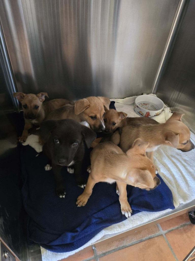 Enlarge Phoebe, a Adoptable mixed breed in Coachella, CA image 6/6