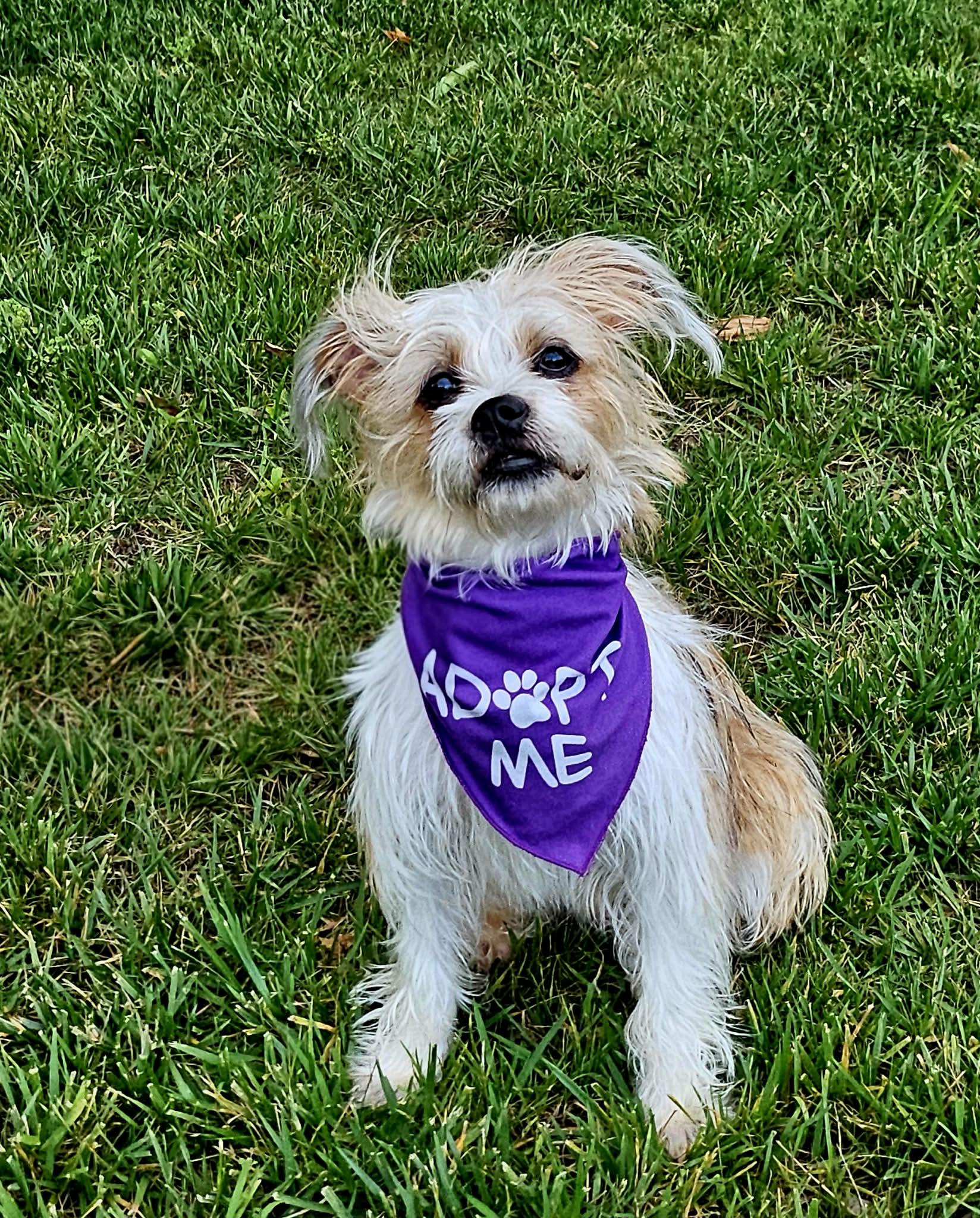 Sammie, a ADOPTABLE mixed breed in Monroe, NC image 3/5
