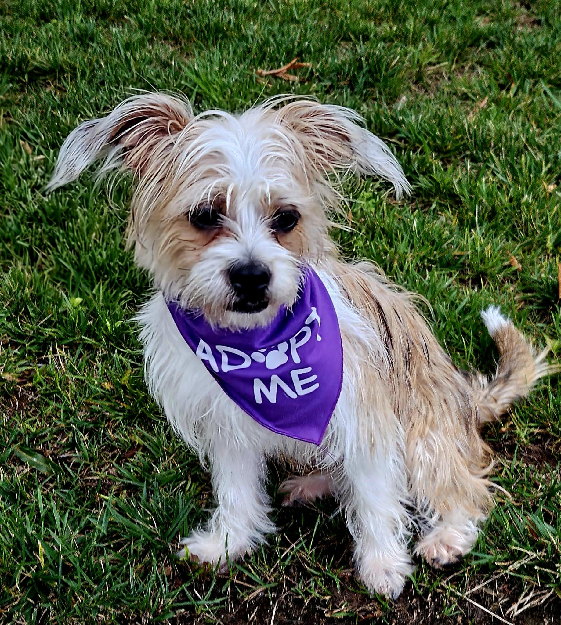 Sammie, a ADOPTABLE mixed breed in Monroe, NC image 2/5
